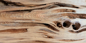 Pecky Cypress Lumber